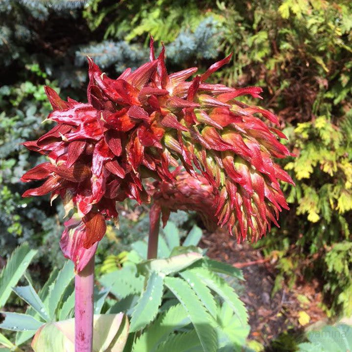 Melianthus major 4