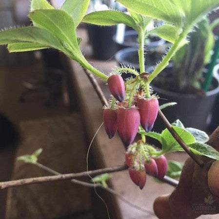 Menziesia ciliicalyx 1