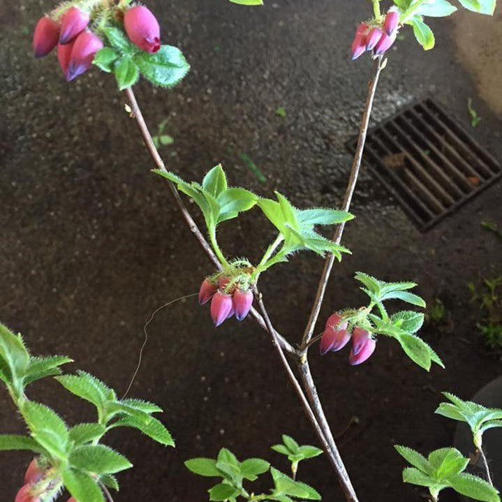 Menziesia ciliicalyx 2