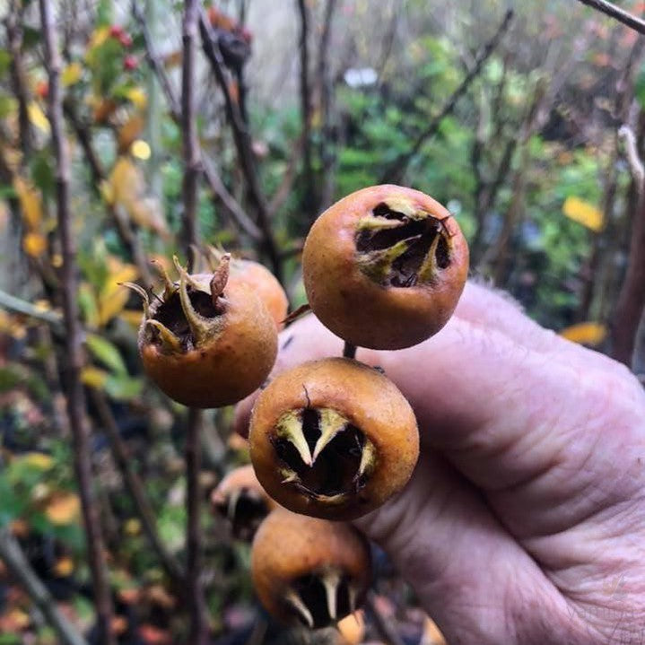Mespilus germanica Nottingham 1