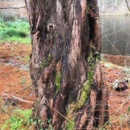 Metasequoia glyptostroboides (Dawn Redwood) 1