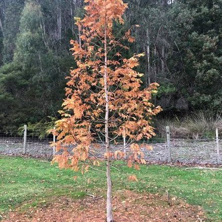 Metasequoia glyptostroboides (Dawn Redwood) 3