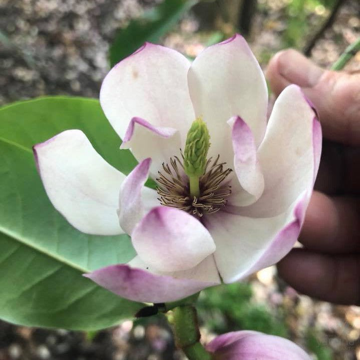 Michelia Mixed up Miss 4