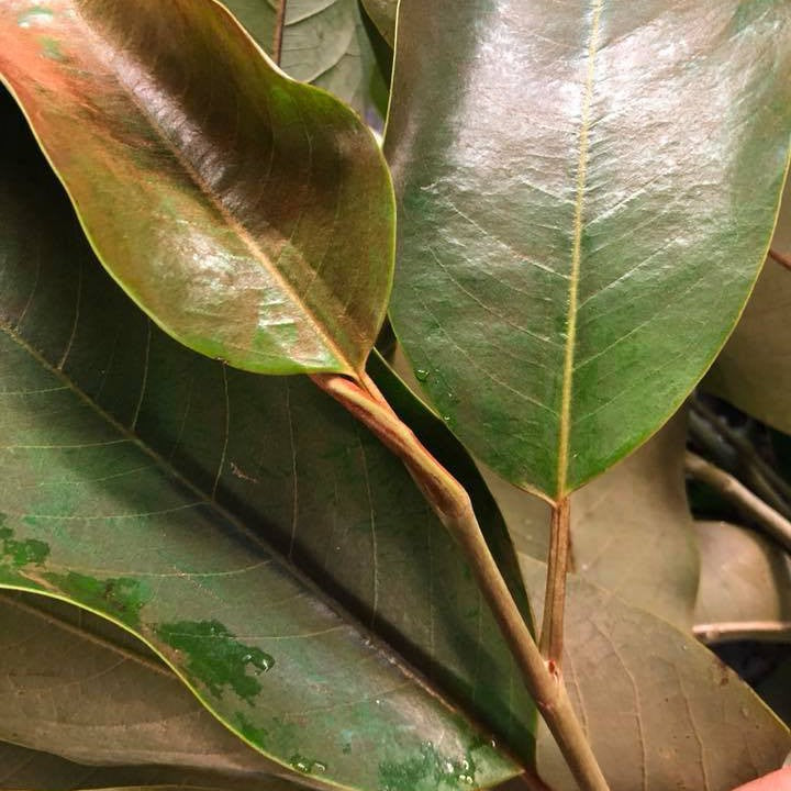 Michelia foveolata (gold leaf) 1