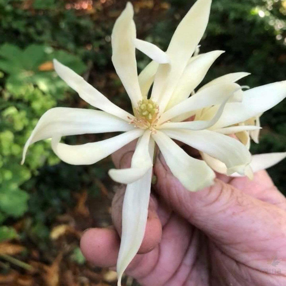 Michelia x alba (Bai Lan) 1