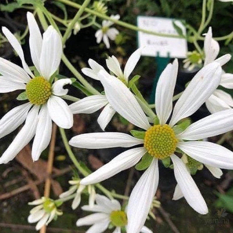 Montanoa bipinatifida 1