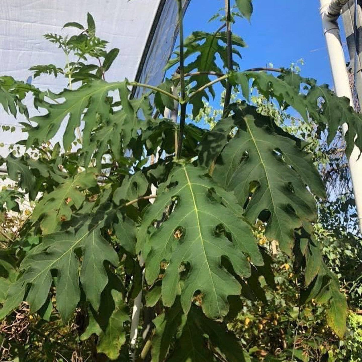 Montanoa bipinatifida 2