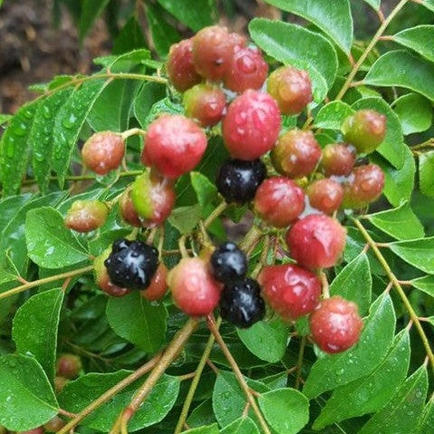 Murraya koenigii (Curry Tree) 1