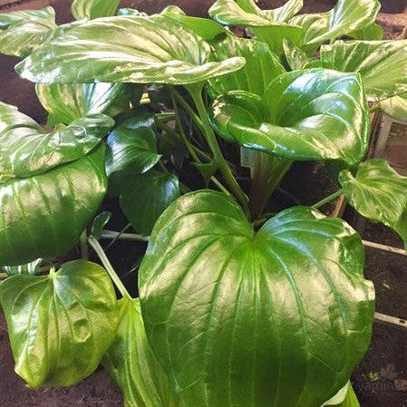 Myosotidium hortensia (Chatham Island Forget-me-not) 1