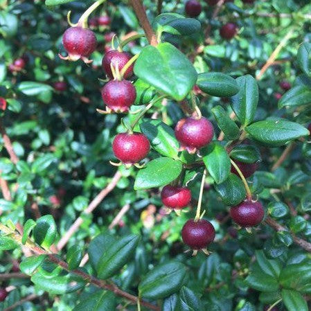 Myrtus ugni (syn Ugni molinae) 1