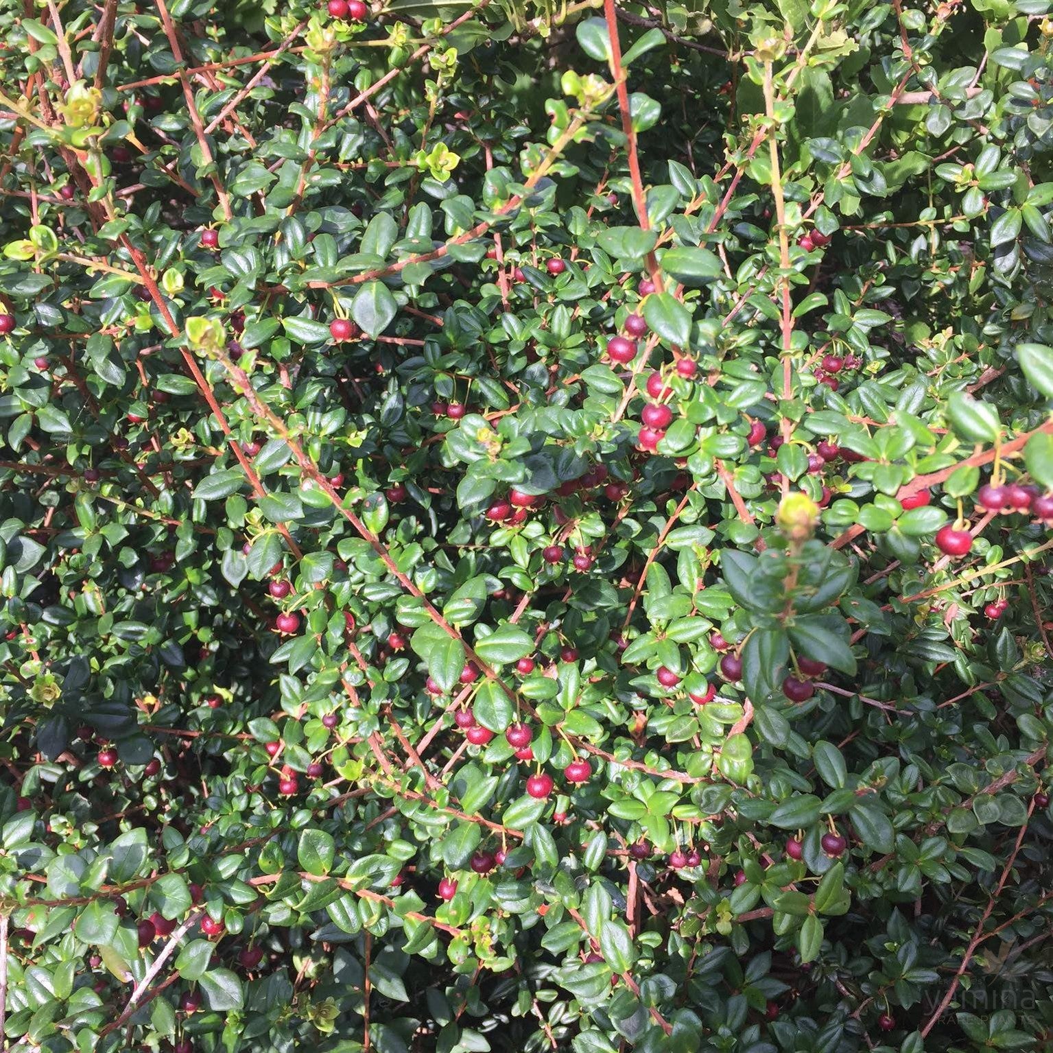 Myrtus ugni (syn Ugni molinae) 2