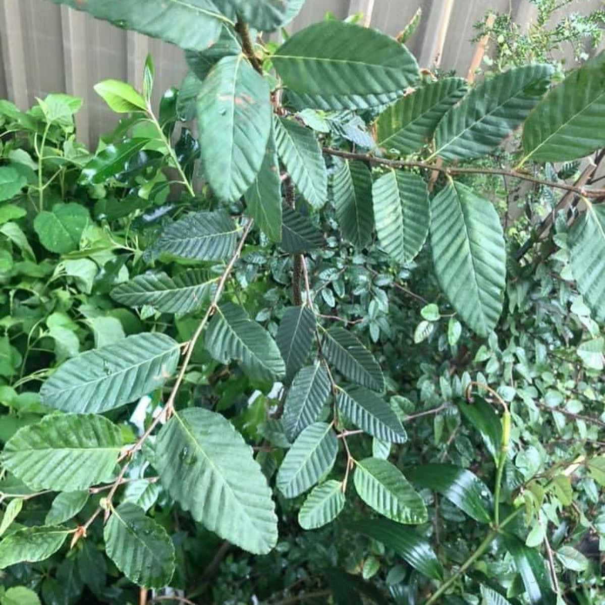 Nothofagus procera 2