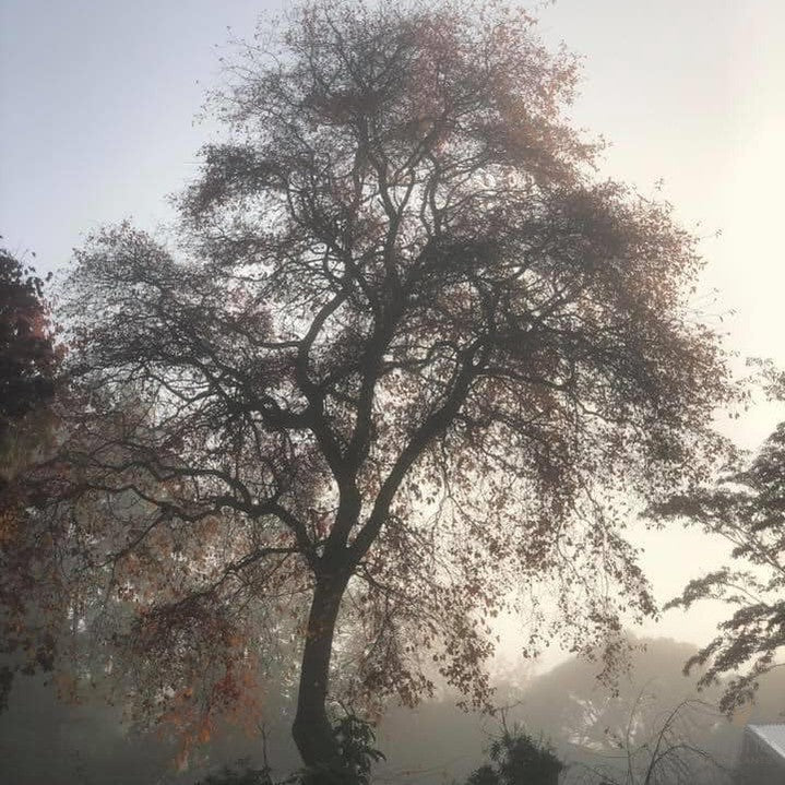 Nyssa sylvatica Autumn Cascades 1