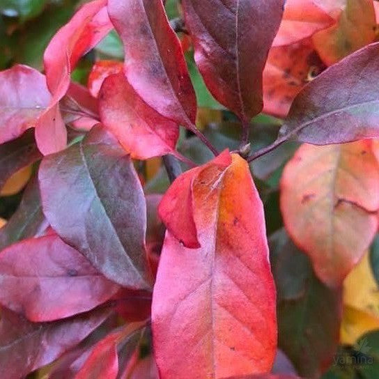 Nyssa sylvatica Red Red Wine 2