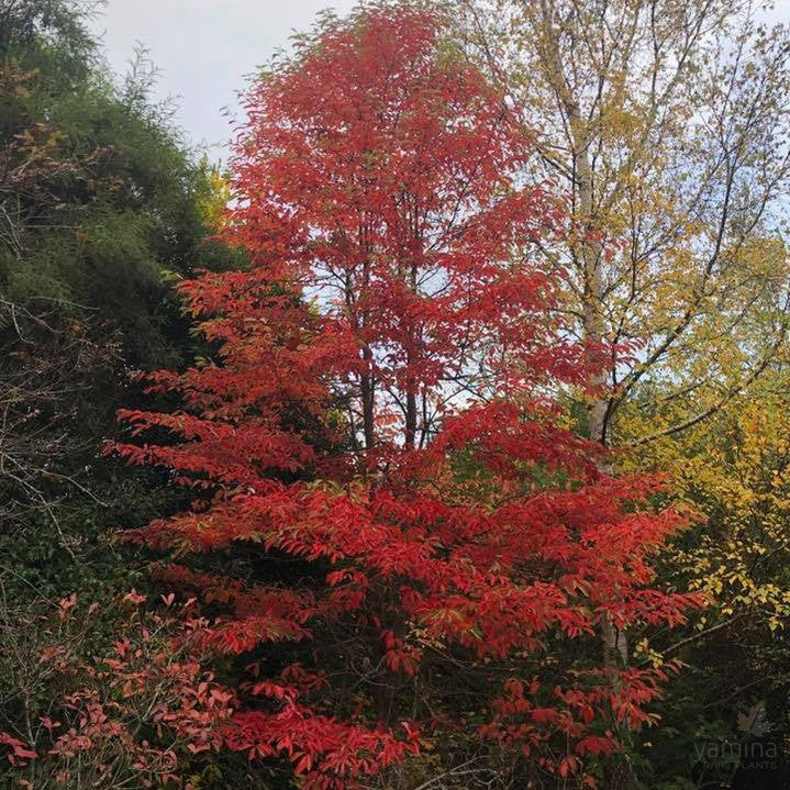 Nyssa sylvatica (Tupelo) 1