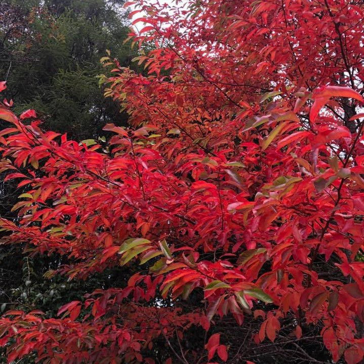 Nyssa sylvatica (Tupelo) 2