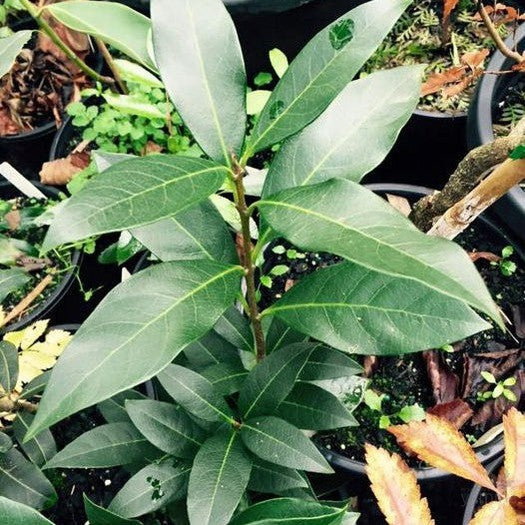 Osmanthus decorus 1