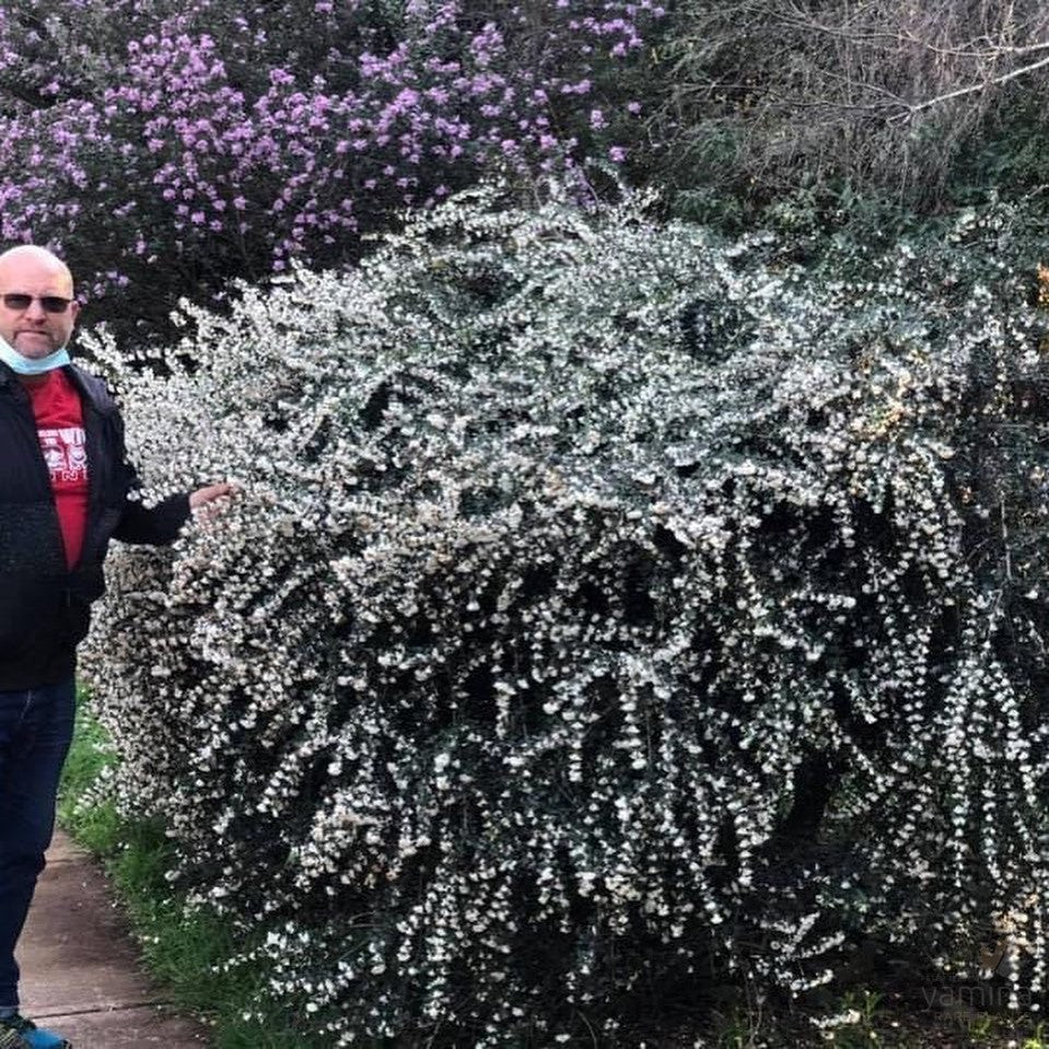 Osmanthus delavayi 1