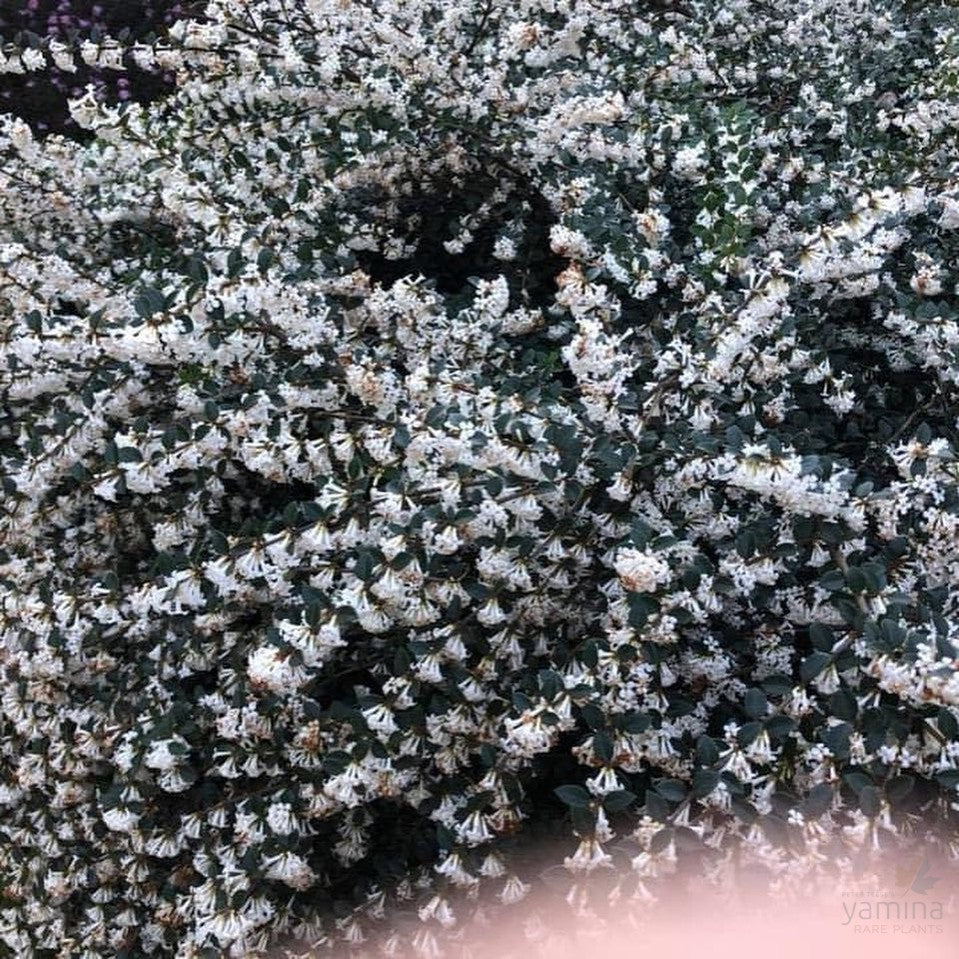 Osmanthus delavayi 2