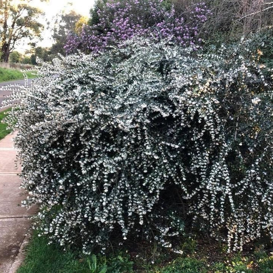 Osmanthus delavayi 3