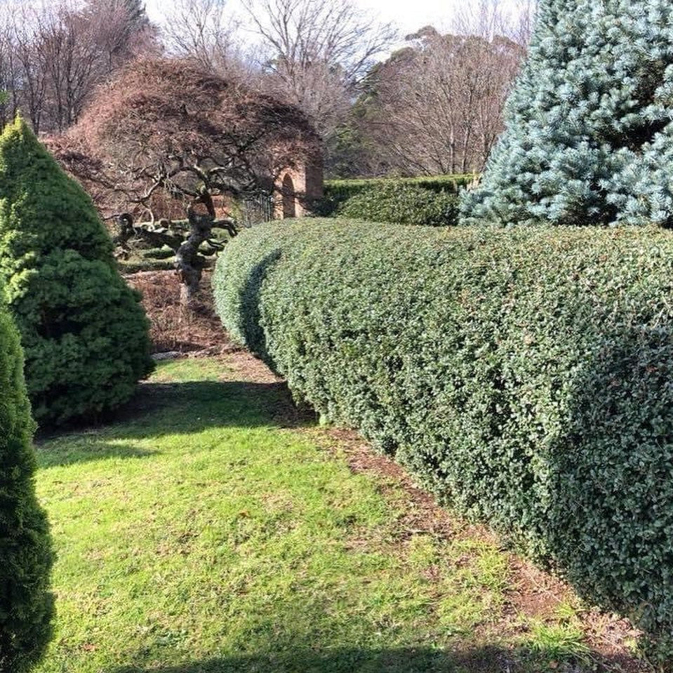 Osmanthus delavayi 4