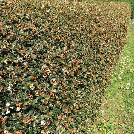 Osmanthus delavayi Heaven Scent 1