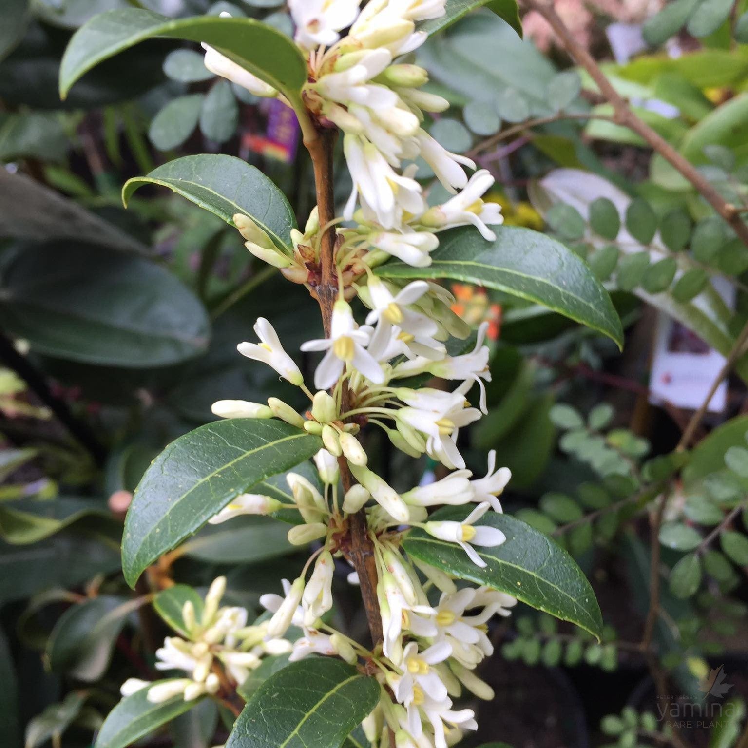 Osmanthus delavayi Pearly Gates 1