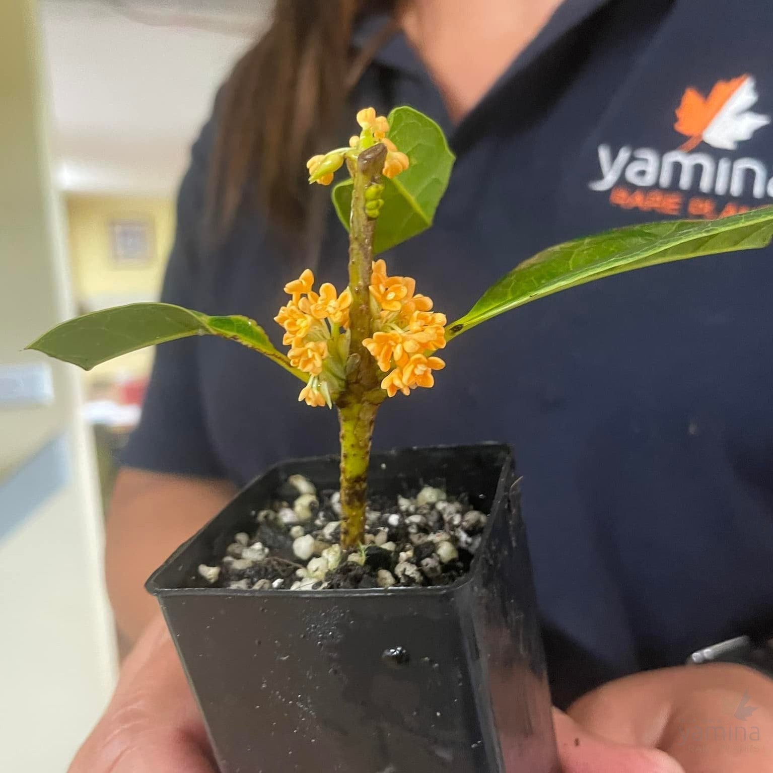 Osmanthus fragrans Aurantiacus 1