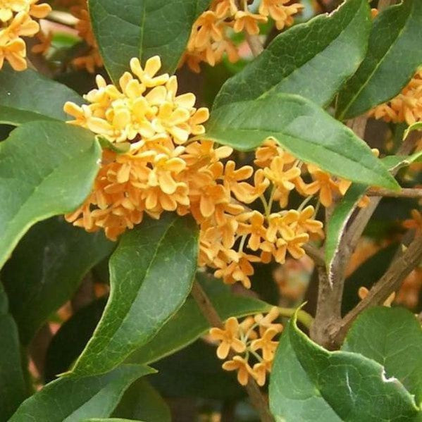Osmanthus fragrans Aurantiacus 2