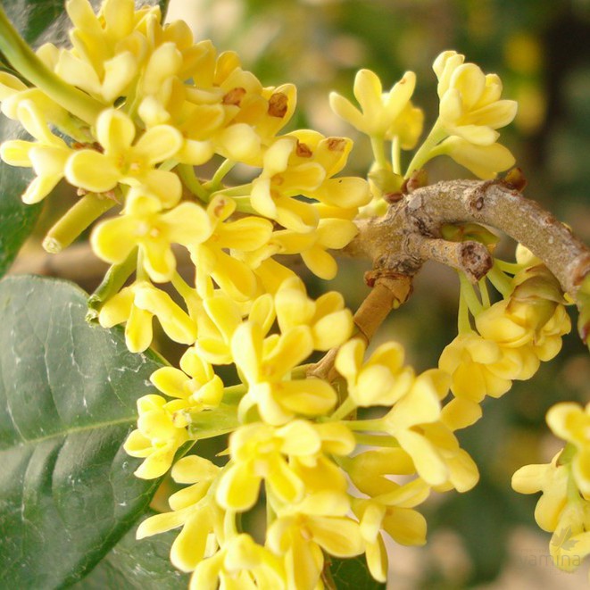 Osmanthus fragrans f aurantiacus Live Oak Gold