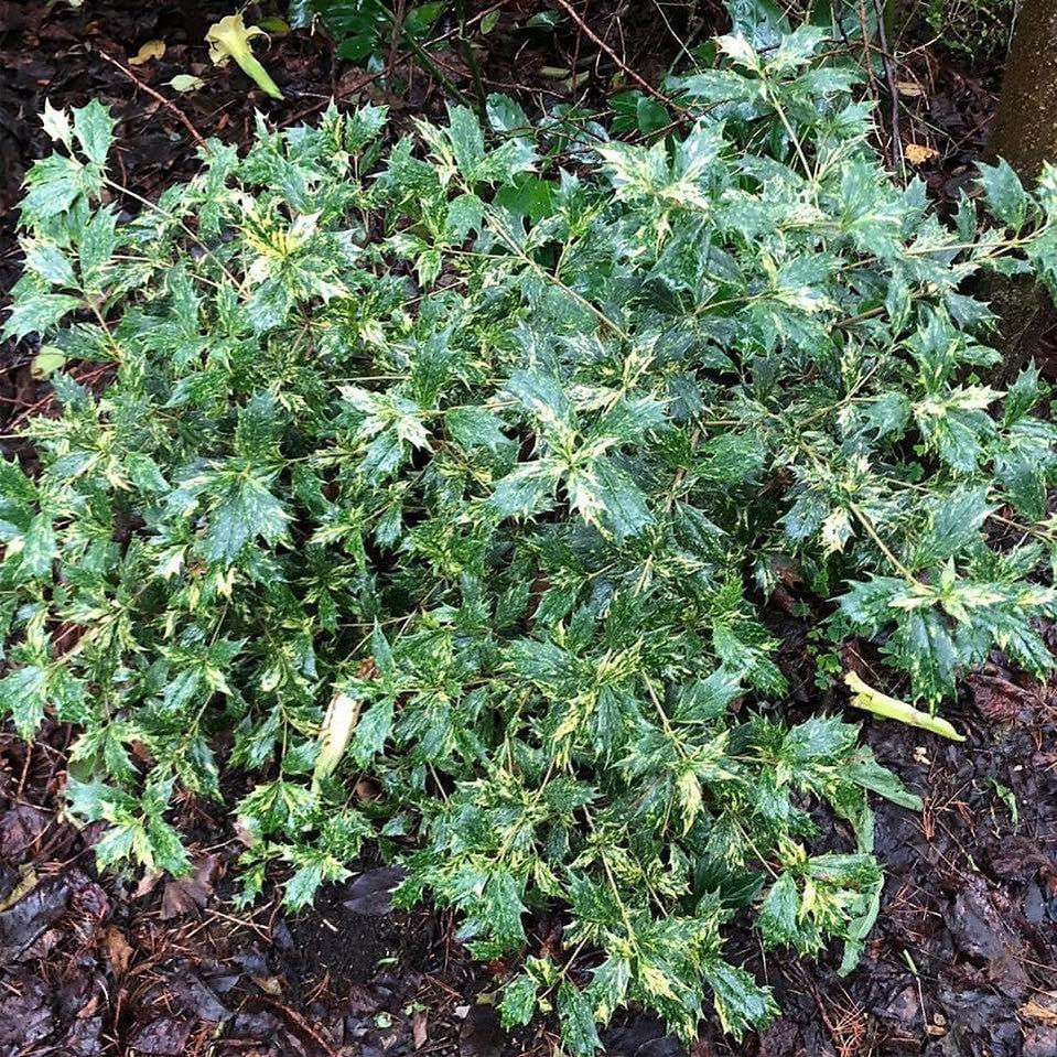 Osmanthus heterophyllus Goshiki 1