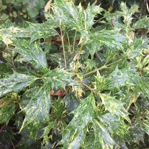 Osmanthus heterophyllus Goshiki 2