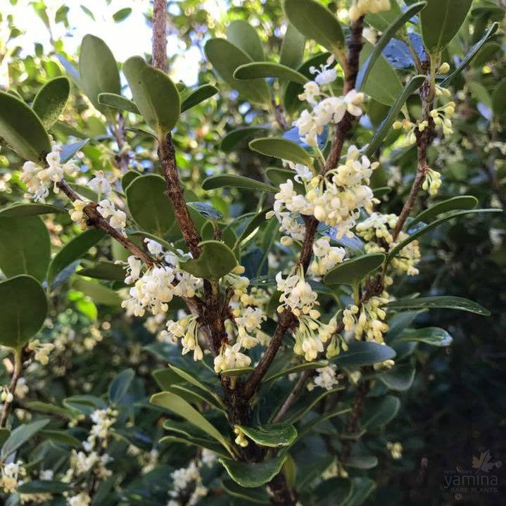 Osmanthus heterophyllus Rotundifolius 1