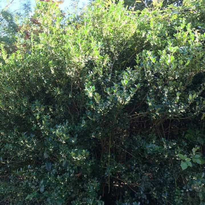 Osmanthus heterophyllus Rotundifolius 2