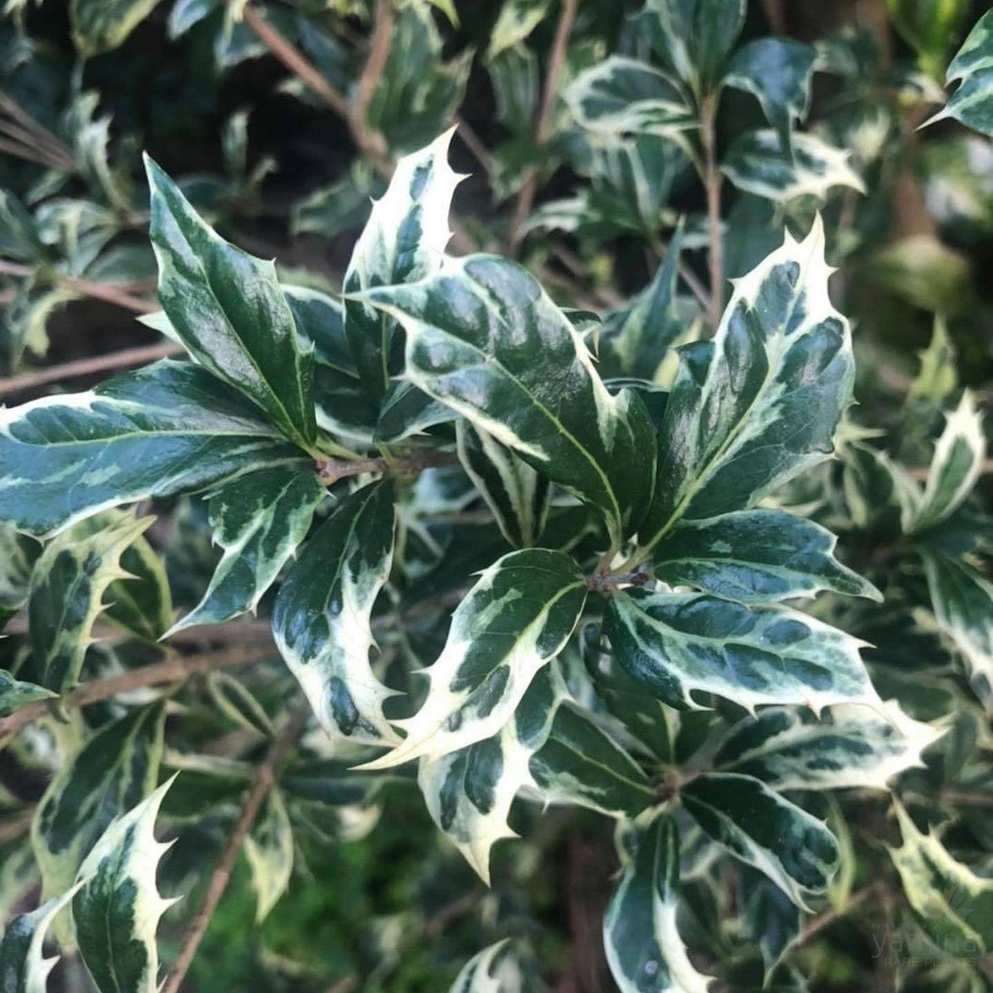 Osmanthus heterophyllus Variegata 1