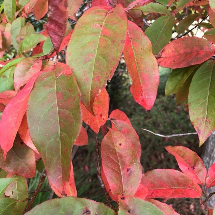 Oxydendrum arboreum 2