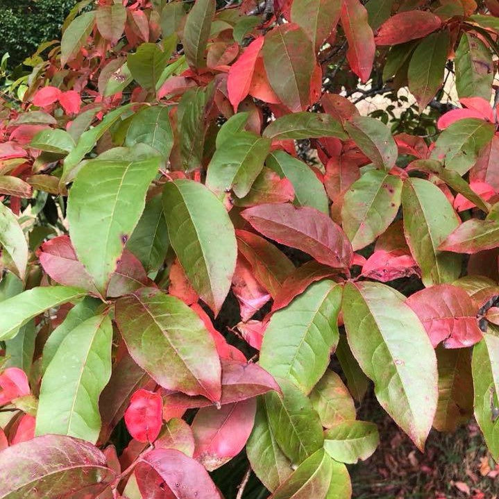 Oxydendrum arboreum 3