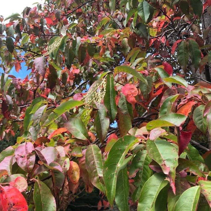 Oxydendrum arboreum 4
