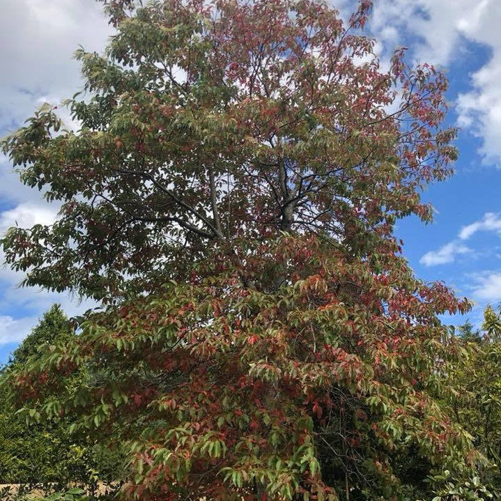Oxydendrum arboreum 5
