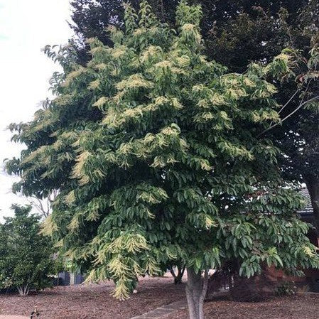 Oxydendrum arboreum 6