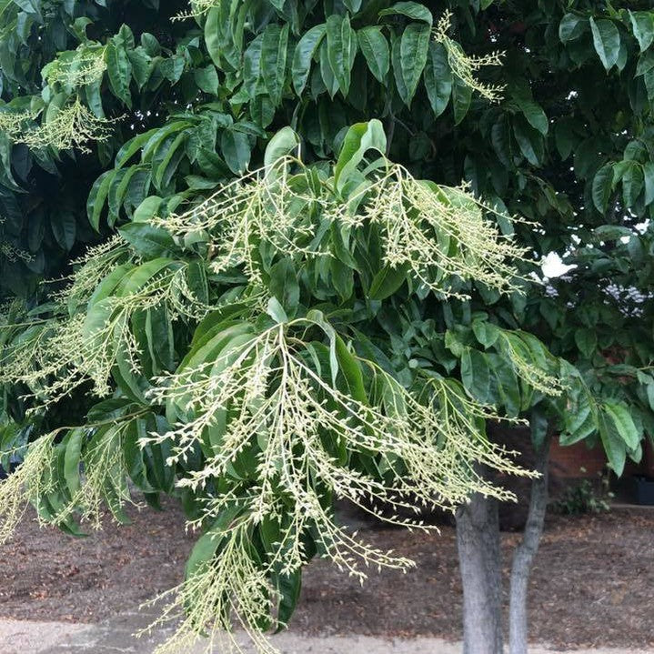Oxydendrum arboreum 7