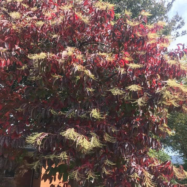 Oxydendrum arboreum 8