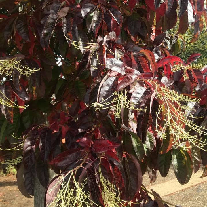 Oxydendrum arboreum 9