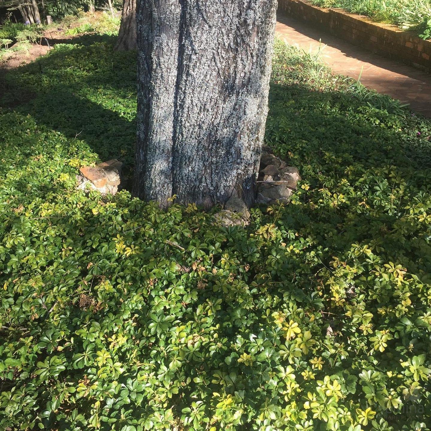 Pachysandra terminalis 1