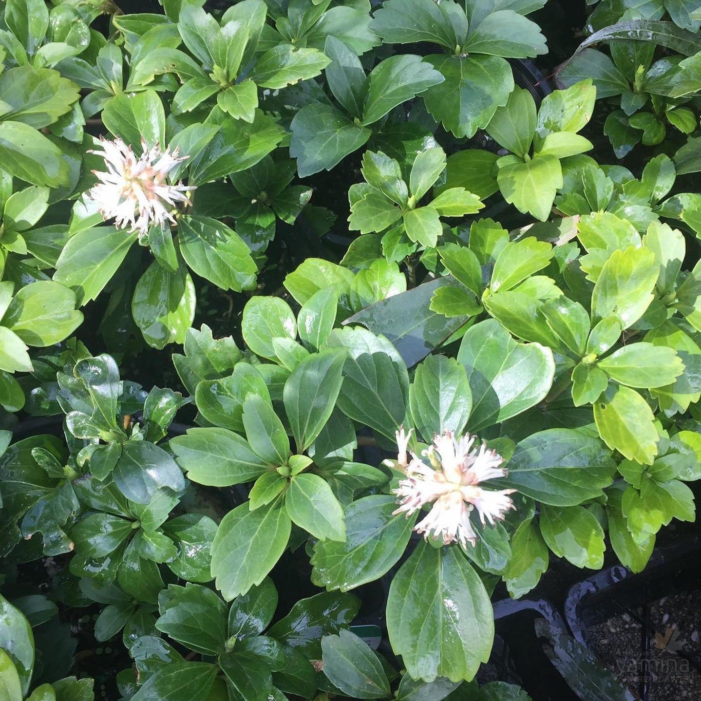 Pachysandra terminalis 2