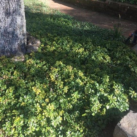 Pachysandra terminalis 3