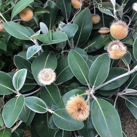 Pachystegia insignis 1