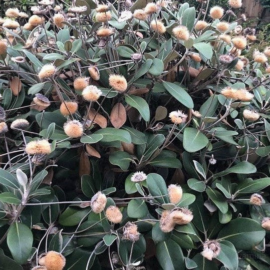 Pachystegia insignis 2