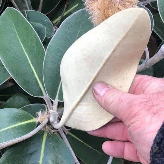 Pachystegia insignis 3