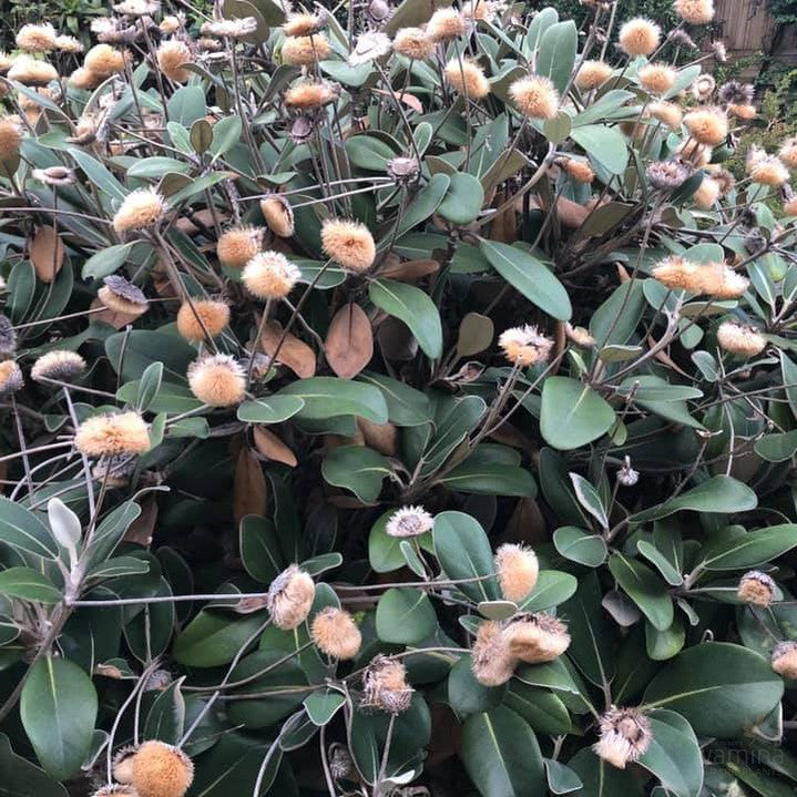 Pachystegia insignis 4